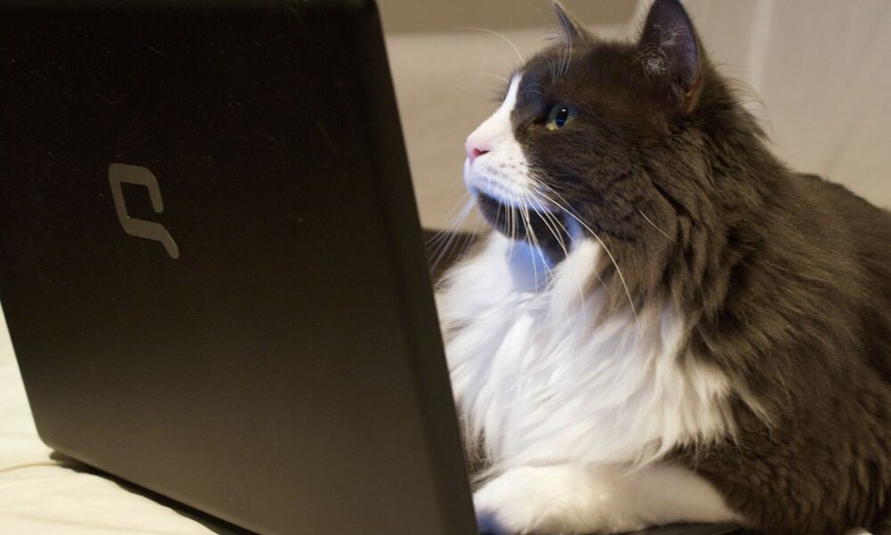 laptop showing browser privacy settings