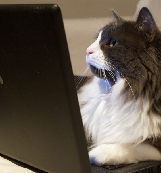 laptop showing browser privacy settings