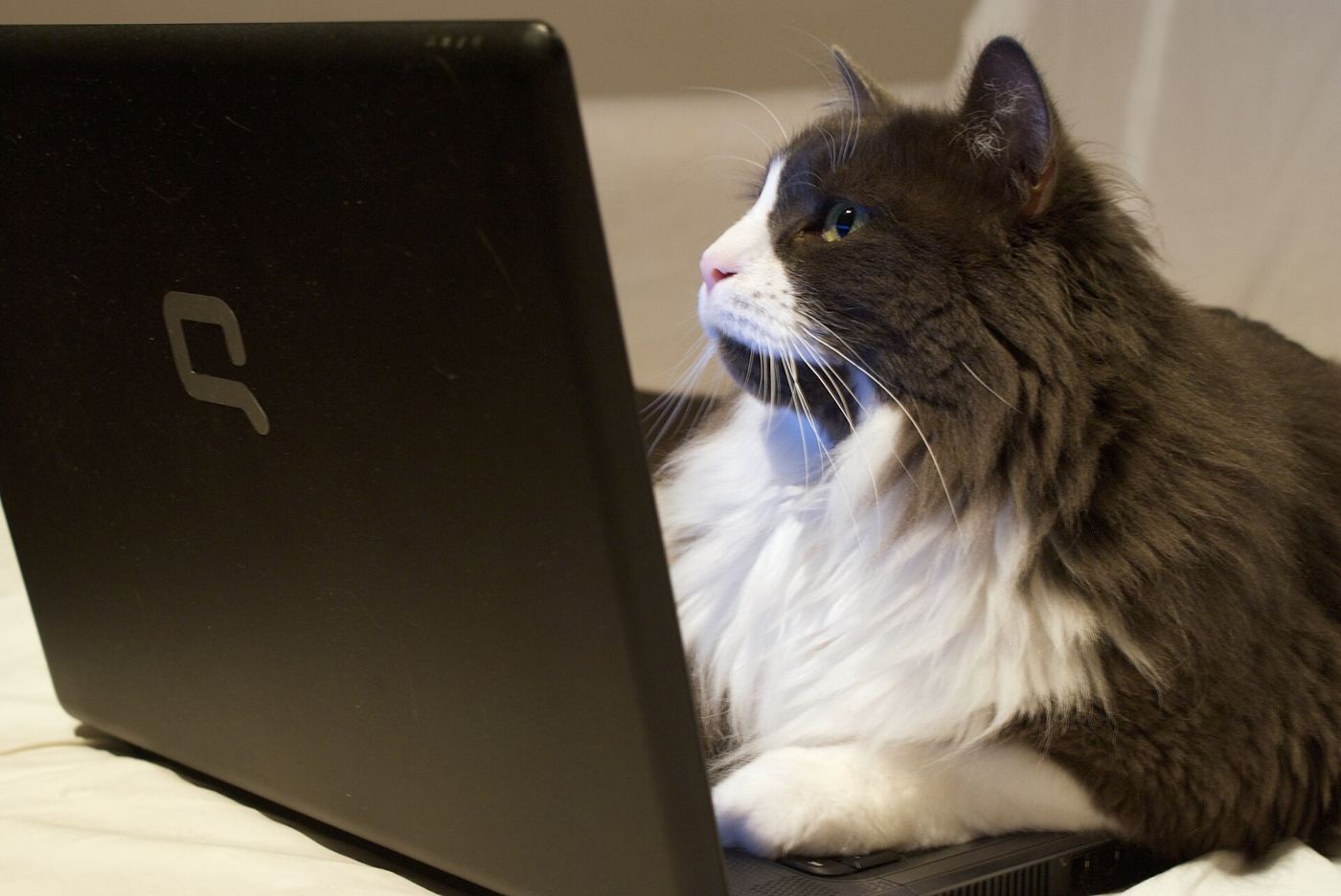 laptop showing browser privacy settings